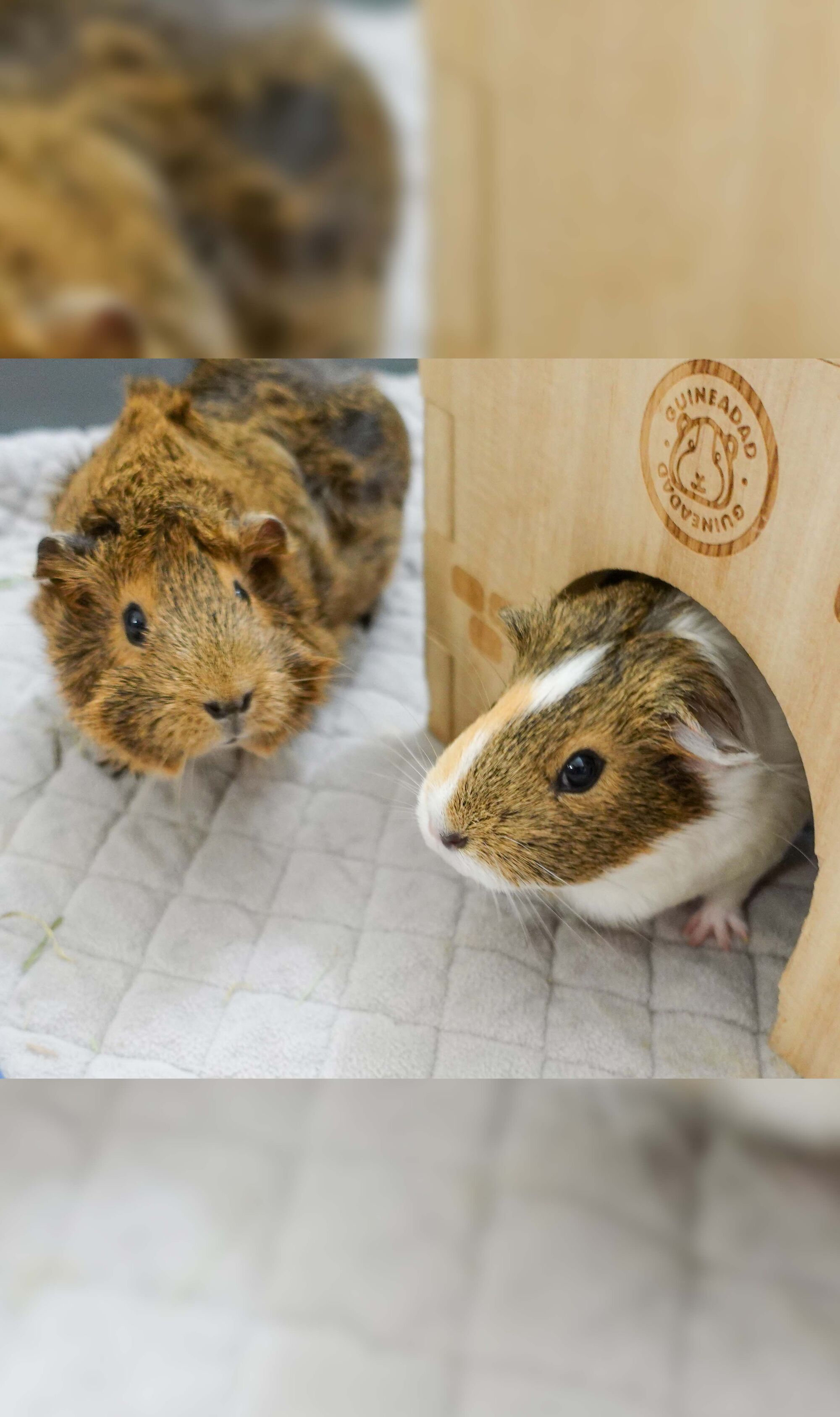 Curated visual reference: Picture Idea: Guinea Pig Odor Control Guinea Pig Bedding Cage Odor Control